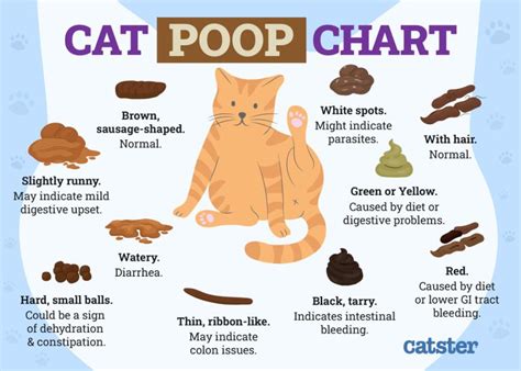 my cat is leaking poop|Why Is My Catʼs Anus Leaking Poop – [Vet Explains Pets]